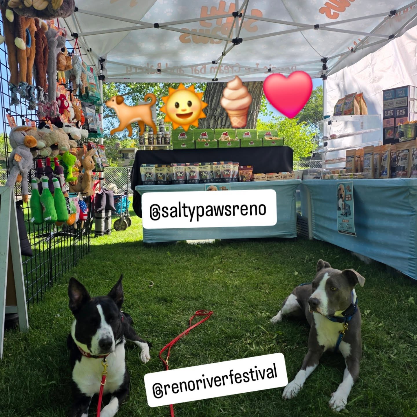 Chillin @renoriverfestival with @saltypawsreno  way better than any pup-cup.  Leroy and Aggie approved⭐️⭐️⭐️⭐️⭐️