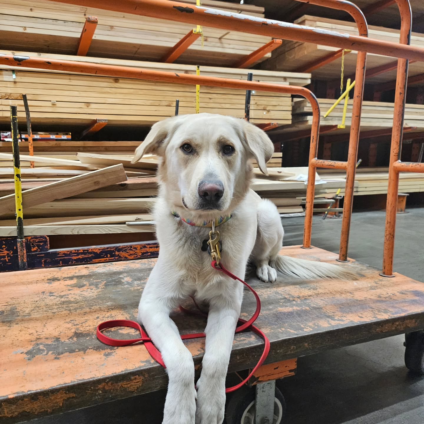 Nothing better than a session @homedepot.  Nanuk got some practice building confidence and learning to do nothing around all of the wonderful spring chaos.