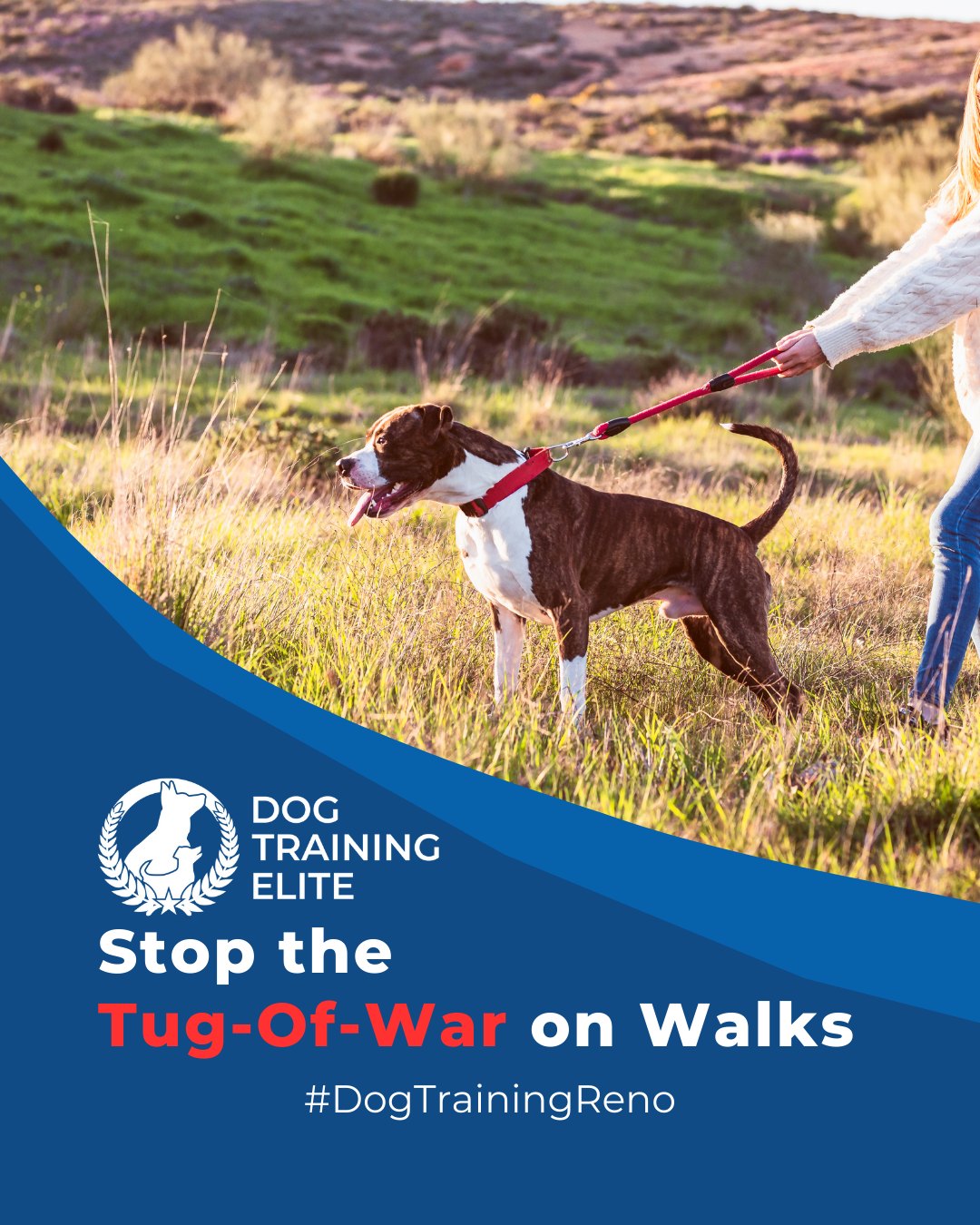 Leash pulling is one of the most common challenges for dog owners. Balanced training teaches your dog to walk calmly at your side, improving safety and enjoyment for both of you. Try these strategies:
 🐾 Use consistent cues so your dog understands what’s expected
 🐾 Reward calm walking immediately to reinforce good behavior
 🐾 Practice short, frequent sessions to build focus and consistency
With patience and structure, your walks become stress-free, giving your dog confidence and improving your bond.

📌 Whether it’s leash manners, obedience, or service training, Dog Training Elite Reno offers personalized programs near Sparks Marina and Lake Tahoe, helping dogs shine all winter long. Cozy season, confident pups. ✨
 📍 https://maps.app.goo.gl/ZRzGfemQvtXWwd8r7



