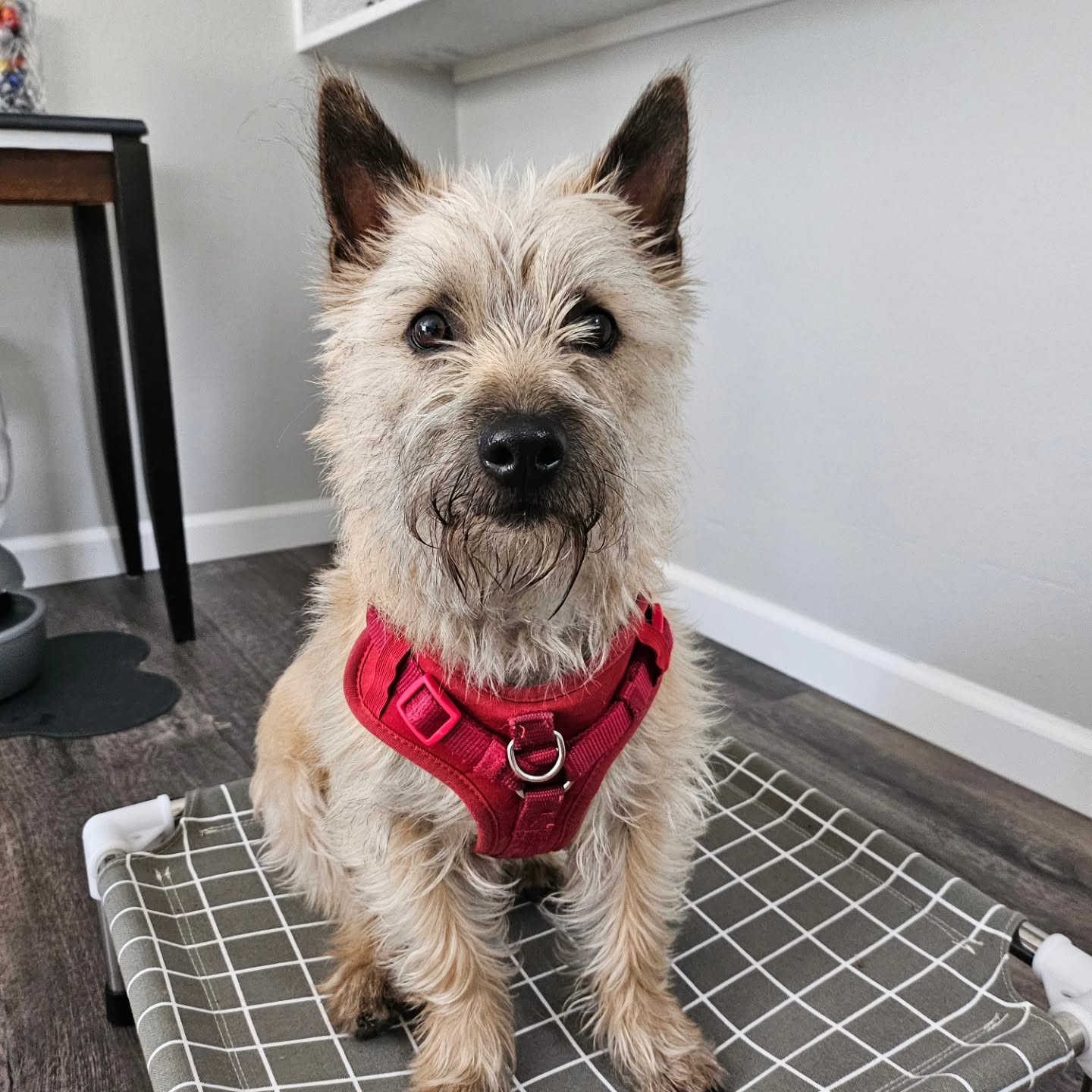 This is Max.  He just finished his obedience program with us.  He knows all his commands, has fantastic door manners, and no longer lives in existential dread of the vacuum.  
