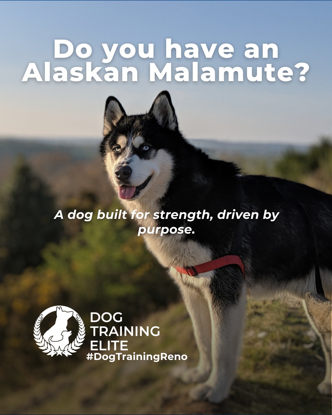 Big energy and even bigger purpose. Alaskan Malamutes were bred for hard work, long distances, and teamwork in extreme conditions. That history shows up today in their strong working drive and need for structure.

This breed thrives with clear expectations, consistent training, and outlets that challenge both body and mind. Without guidance, their independence can turn into stubbornness. With the right structure, Malamutes become focused, confident companions who enjoy having a job.

Training that channels their natural drive helps build reliability, calm behavior, and a stronger bond at home and in public.

Make better behavior your first win of the year. Book your free in-home evaluation and see why Reno and Sparks dog owners choose Dog Training Elite for real, lasting results.
 📍 https://maps.app.goo.gl/ZRzGfemQvtXWwd8r7


