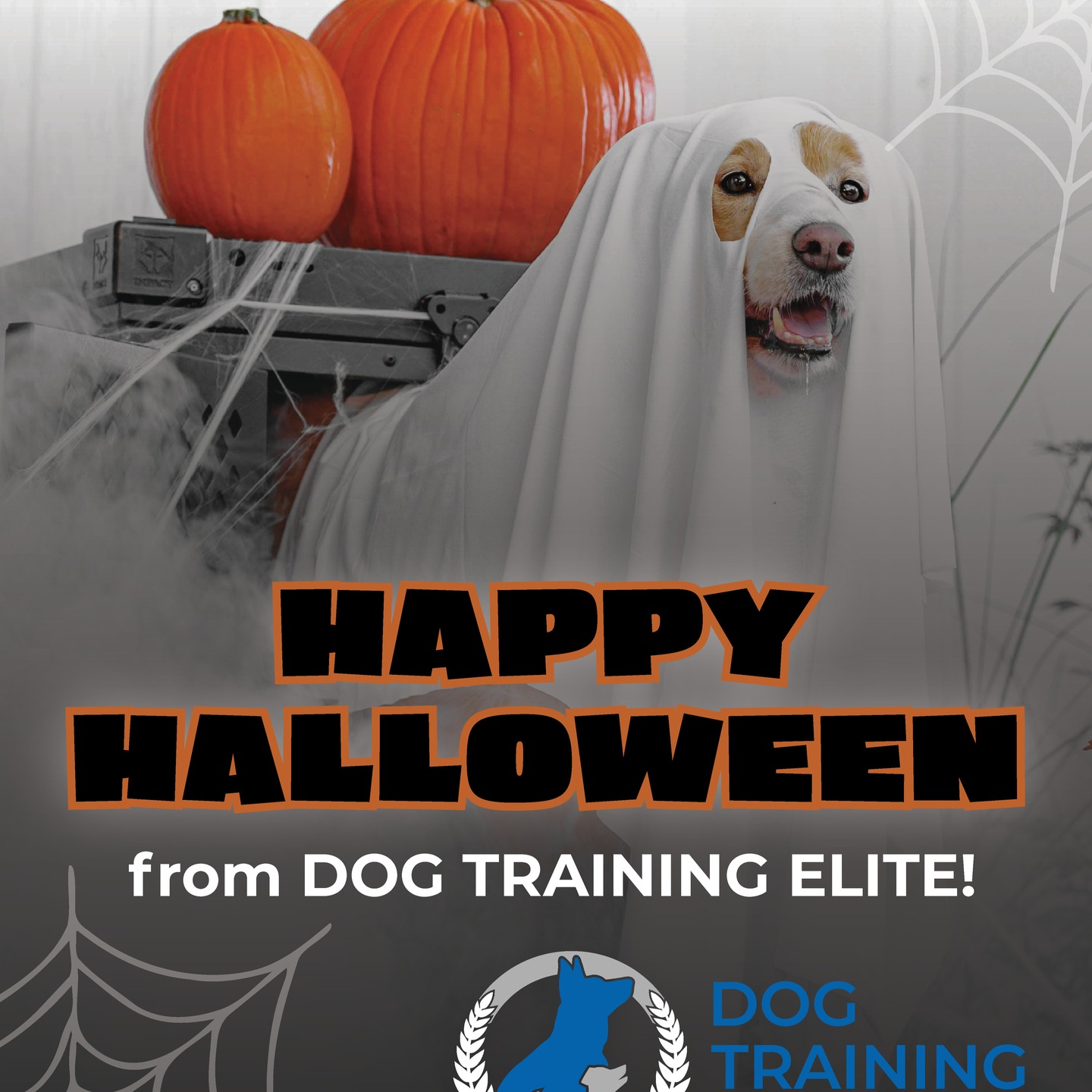 Dog training doesn’t have to be scary—promise! 😅🎃 From puppies to pros, we make it simple, fun, and effective. Ready for calmer walks and better manners? 🚶‍♂️🐕
👉 Book a session today!
