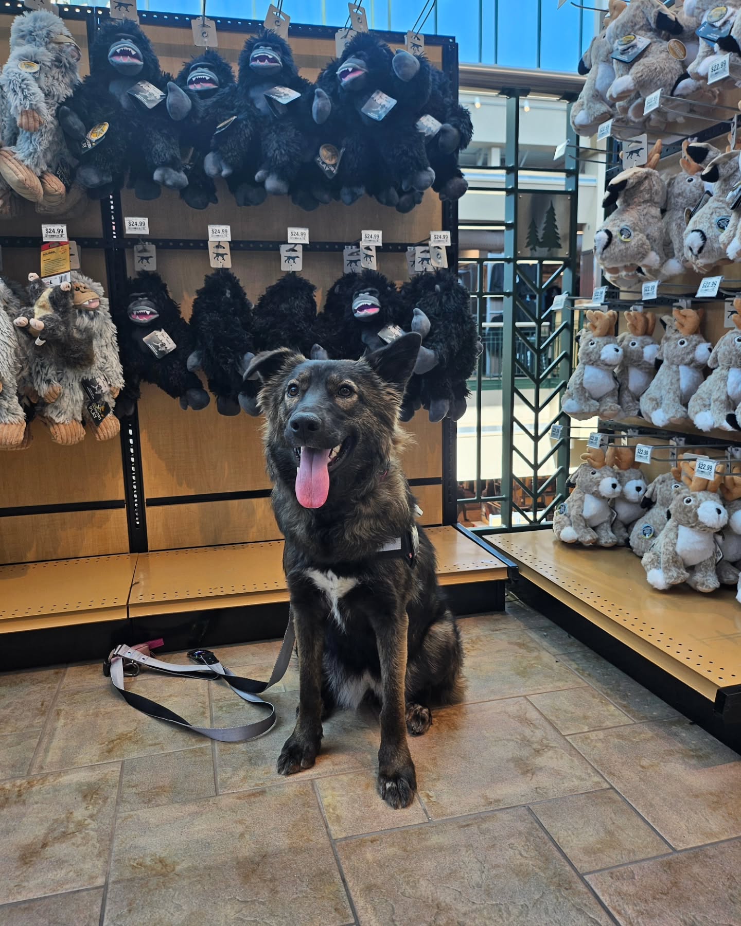 Say hi to Molly.  She is starting her training as a service dog and is being confident and under control during a visit to Scheels.  Good Girl Molly, good girl.

If you need help training your dog, reach out at 775-204-9402
