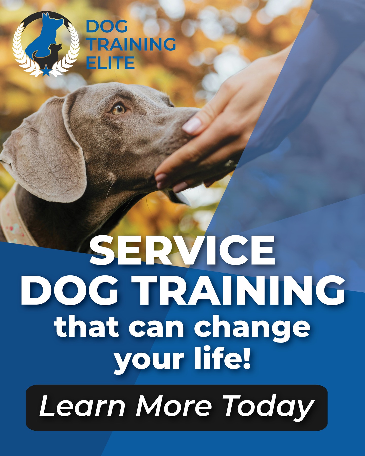 ✨ Calling All Heroes: Service Dogs in Reno! ✨

Did you know that at Dog Training Elite Reno, we help transform everyday pups into life-changing service dogs for people with physical or mental disabilities?

We believe that successful dog training requires dedication, patience, and balance. That's why we are commited to using paw-sitive 🐾 reinforcement techniques in all of our training programs.

Ready to start your journey? Request a free consultation today!

