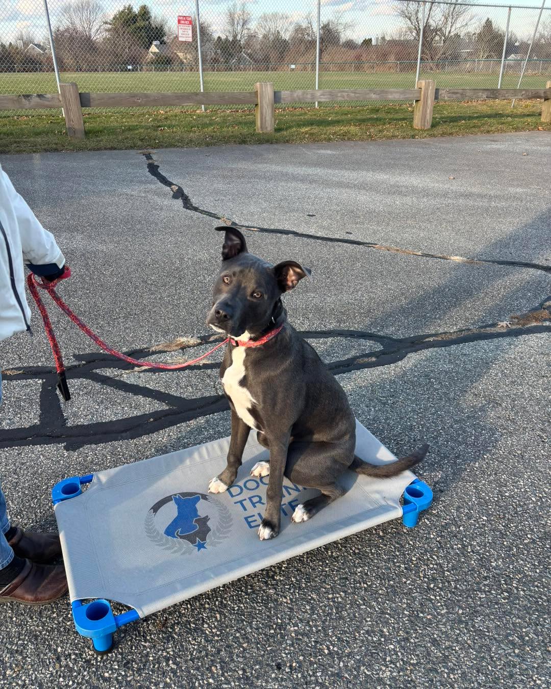 Congratulations to Loki for graduating obedience classes. This handsome guy is smart as a whip and always ready for fun.