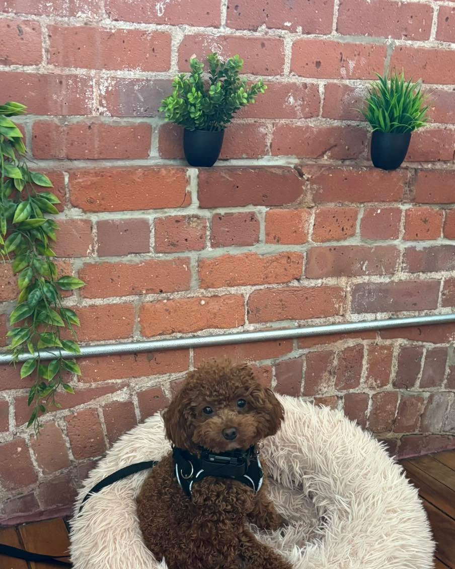 Congratulations to Sage for graduating obedience classes. Don&rsquo;t let her size fool you. This tiny cutie pie has a big personality. Good girl Sage!