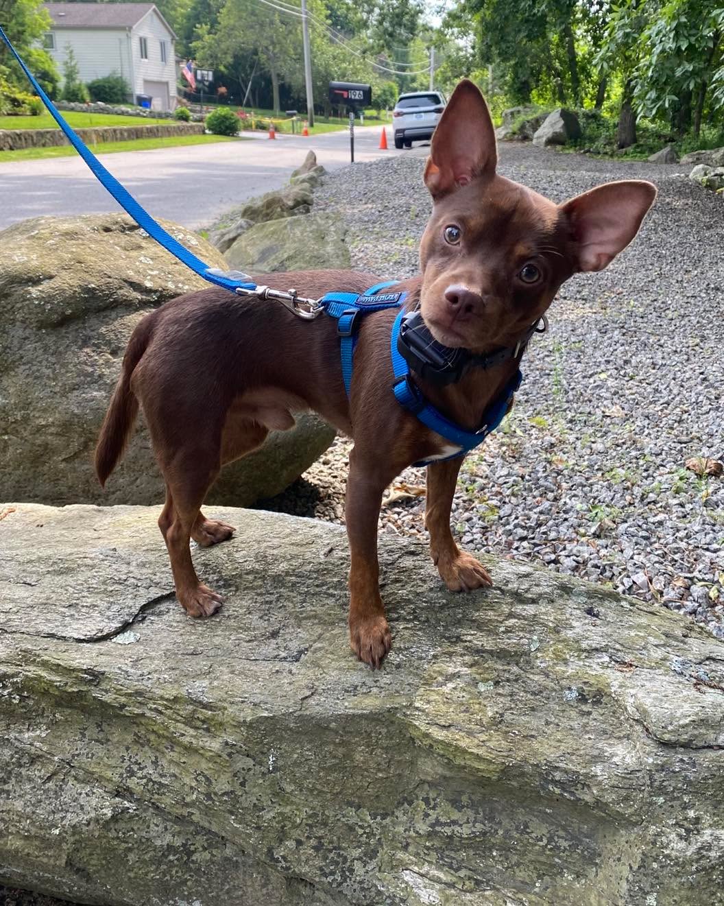 Congratulations to Ricco for graduating obedience classes. This little gem has become much more confident with our training program.
