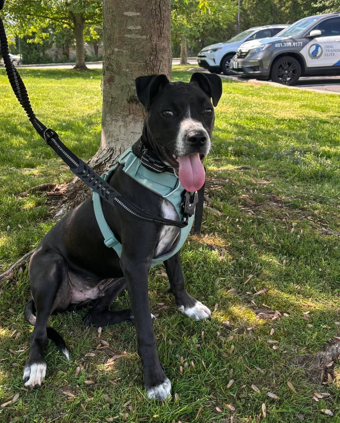 Congratulations Wally for graduating obedience classes. This handsome guy needed some help with his confidence, which has greatly improved and will continue improving when he comes to our group classes.