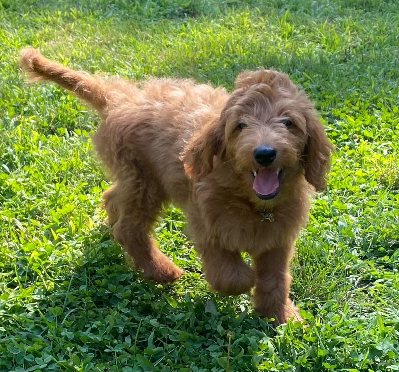 Welcome to the pack Apollo! This adorable guy has begun his training journey to become a service dog.