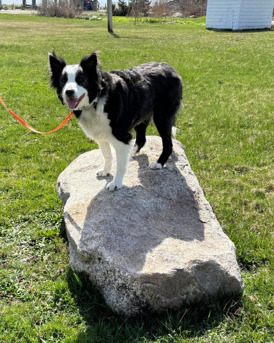 Congratulations to GiGi for graduating obedience classes. This beautiful girl is sweet and smart. She is living her best life after retiring as a breeding dog and recently getting a new home, where she gets to go on daily adventures.