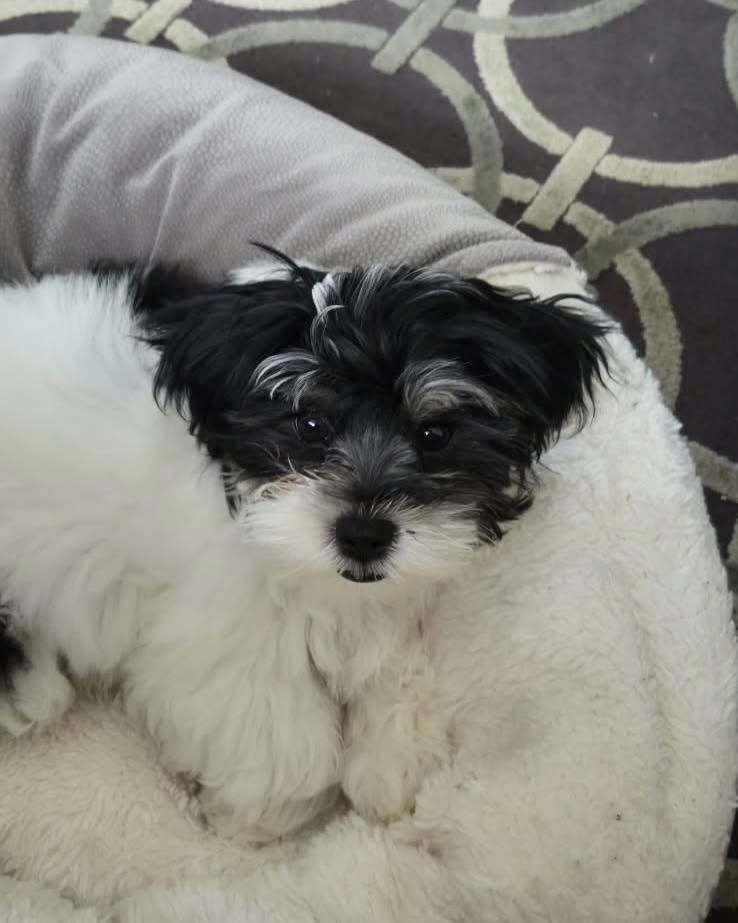 Welcome to the pack little Luna. This adorable bundle of joy is doing a great job on her puppy foundations!