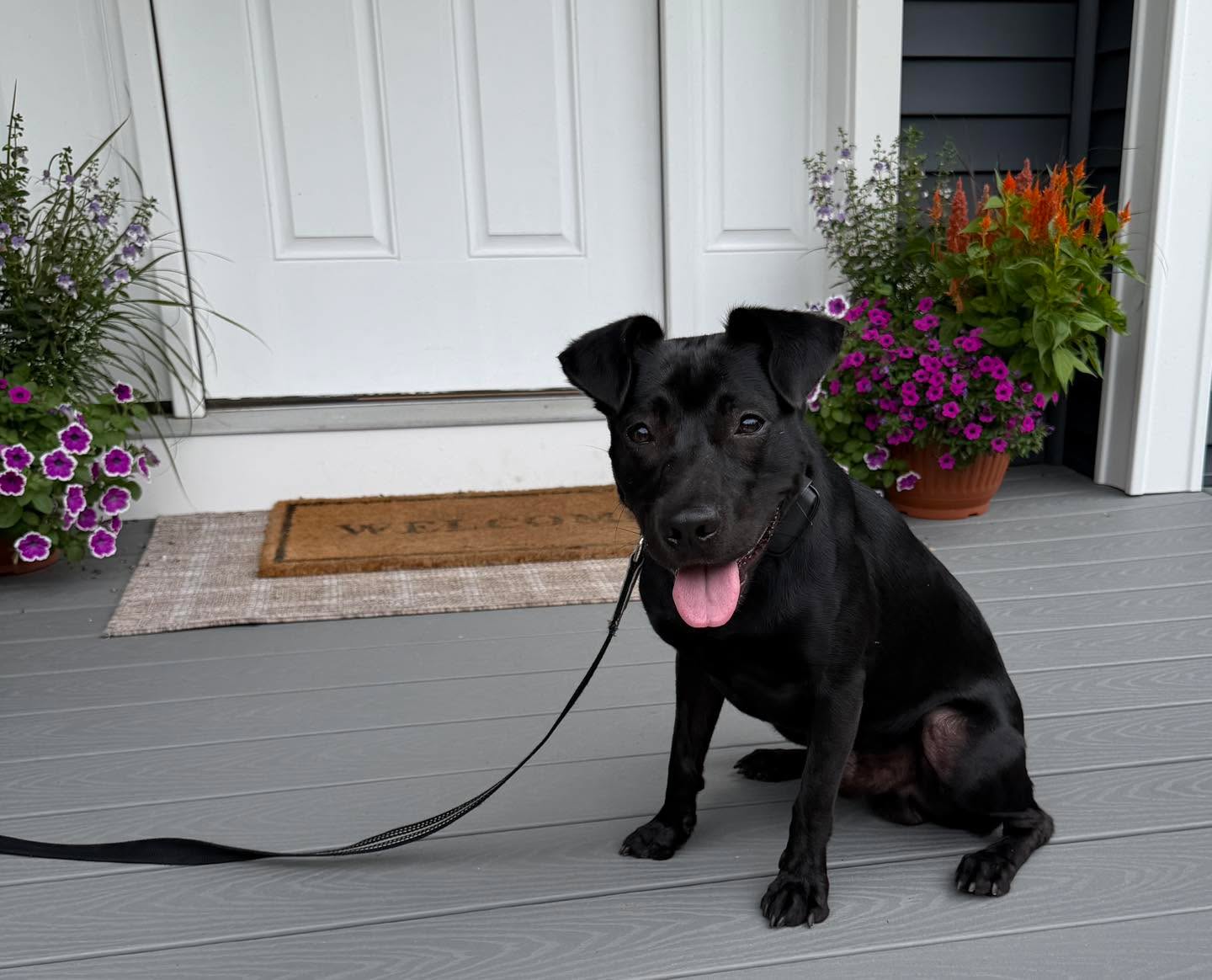 Congratulations to Bo for graduating obedience classes. This little guy might be small but his heart is big. Bo is eager to show his new little sisters what a good boy he is , when they start crawling