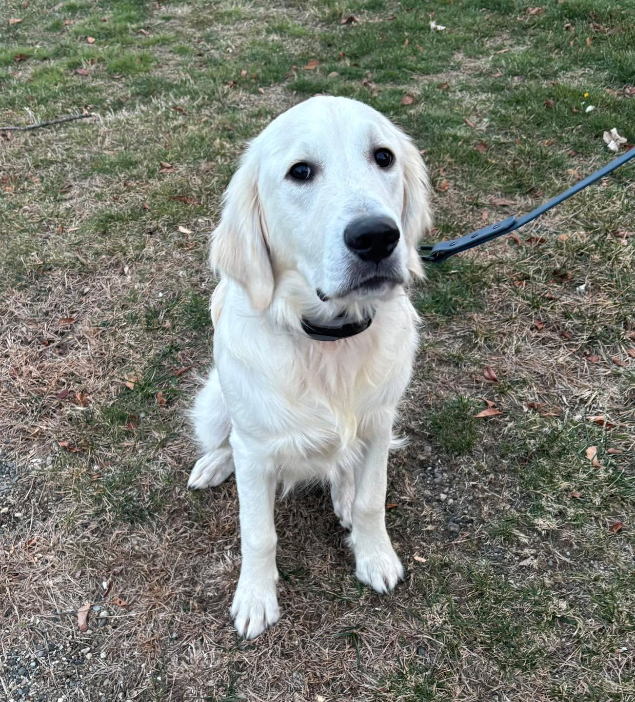 Congratulations to  Augie for graduating obedience classes. He is full of exuberance and working hard on his self control. This adorable guy is also learning how to be a diabetic alert dog.