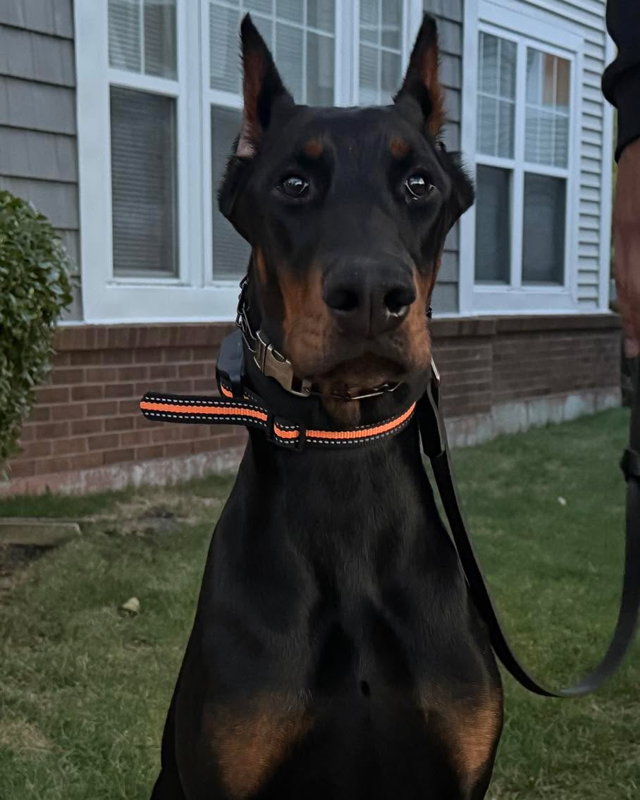 Congratulations to Paulo for graduating obedience classes. This handsome guy may look fierce but he is as sweet as pie and so smart and obedient! A+ student!
