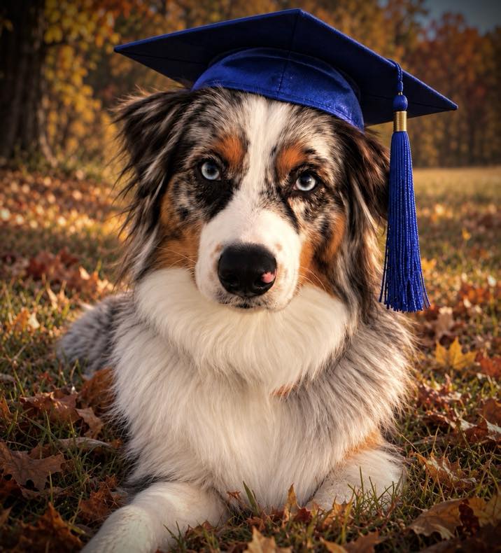 Congratulations to Remi for passing her Public Access Test. This was her last step in becoming a Service Dog. Service Dogs are taught tasks to support their owner&rsquo;s disability but they are also expected to have a high level of obedience that transfers to different environments. Remi aced her test.
