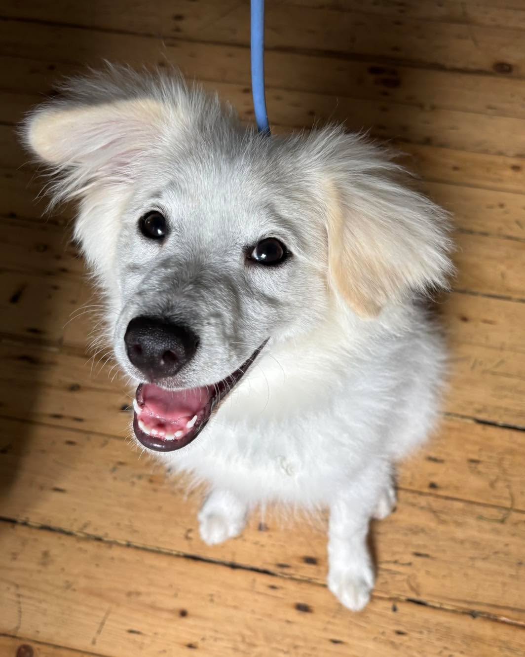 Welcome to the pack little Sabzi. This adorable little guy has started his training to become a diabetic alert dog.