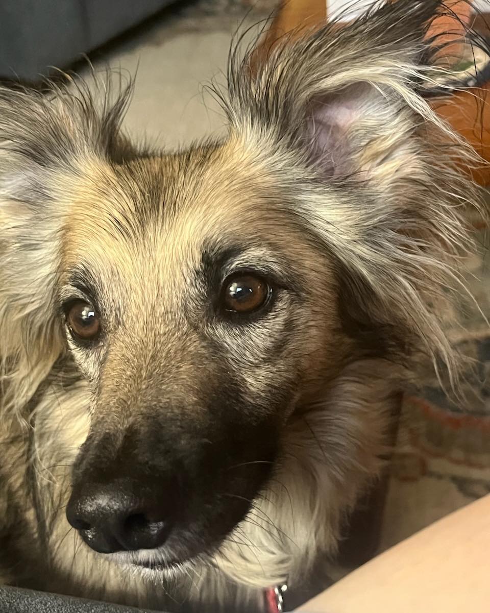 Congratulations to Finn for graduating obedience classes. This guy may be little but he tries to protect his family and territory in a big way. We have made a lot of progress with him accepting outsiders into the house and tolerating, people, bikes and dogs passing by outside.
