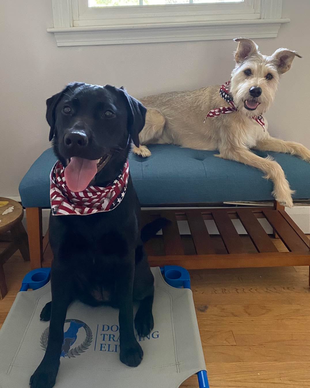 Happy 4th of July weekend from Dog Training Elite RI
