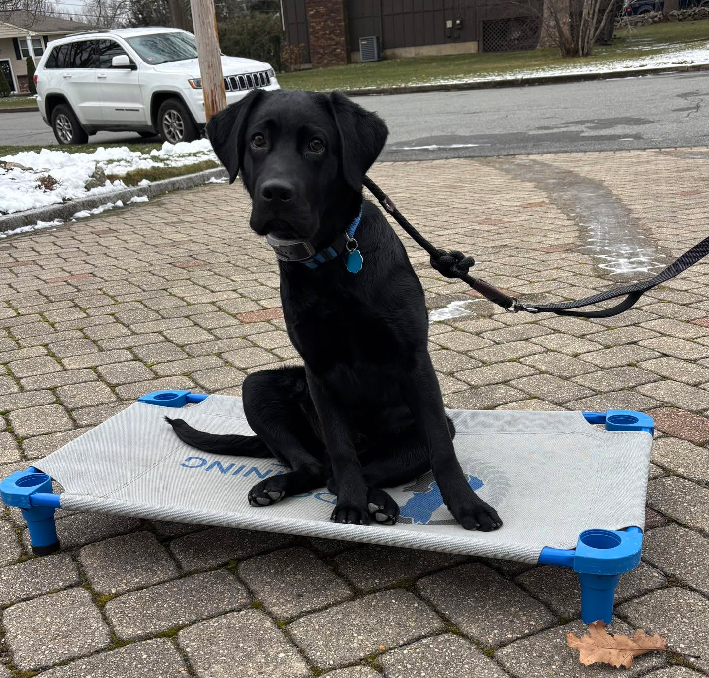 Congratulations to Rocky for graduating obedience classes. This young pup and his Mom have been working really hard and are making so much progress.
