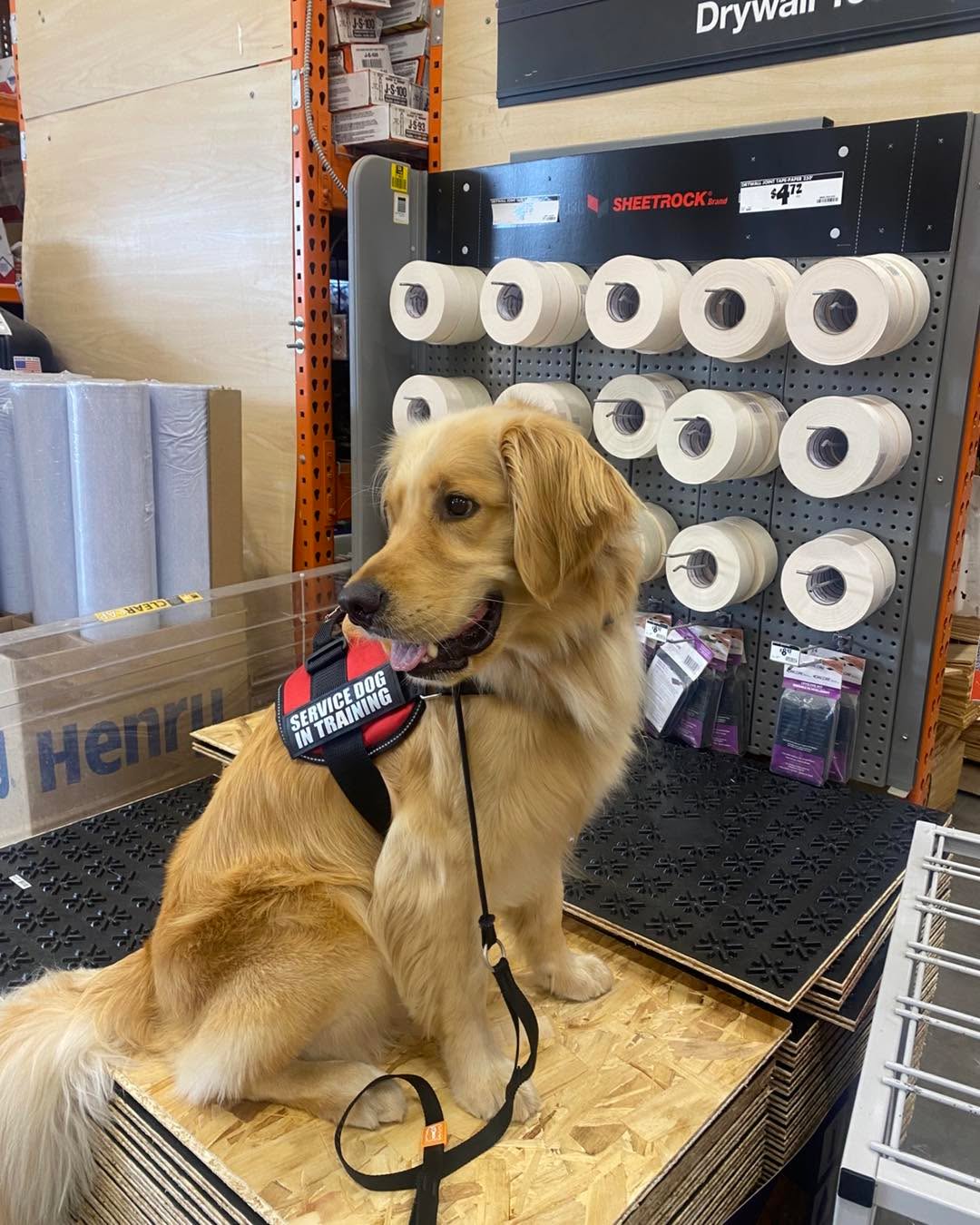 Crosby is in training to become a service dog. He aced his first public access training. Such a good boy!