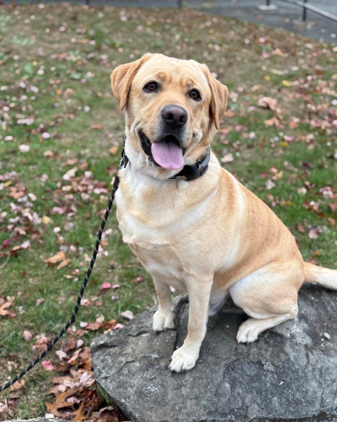 Congratulations to Chevy for graduating obedience classes. This handsome guy is a quick learner and has made remarkable progress controlling his excitability.