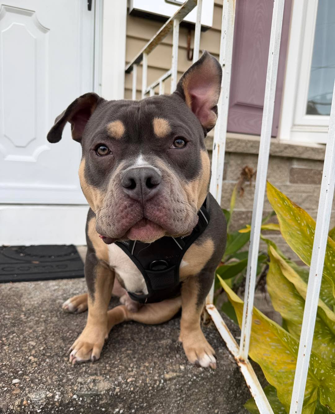 Congratulations to Bo for graduating obedience classes. This adorable guy is very friendly and has come a long way with his self control!