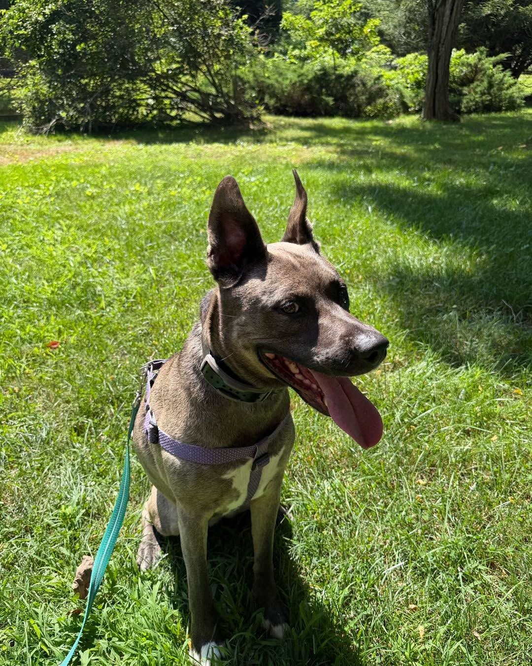 Congratulations to Sofia for graduating obedience classes. This enthusiastic sweet girl is doing such a good job breaking through stubbornness and increasing her self control.