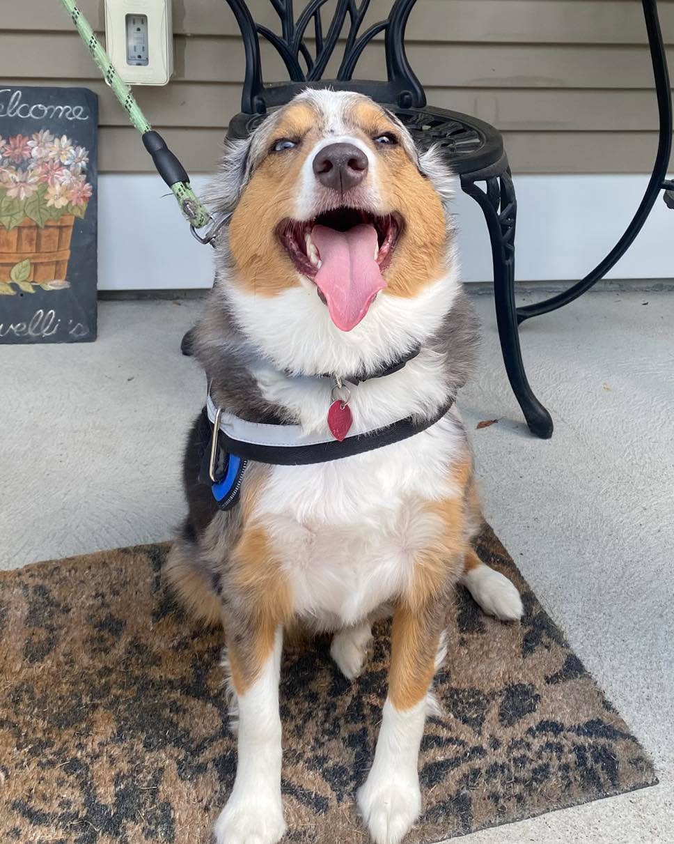 Congratulations to Stella for graduating obedience classes. This little beauty has so much personality and has come so far with her self control. She is a real crowd pleaser.