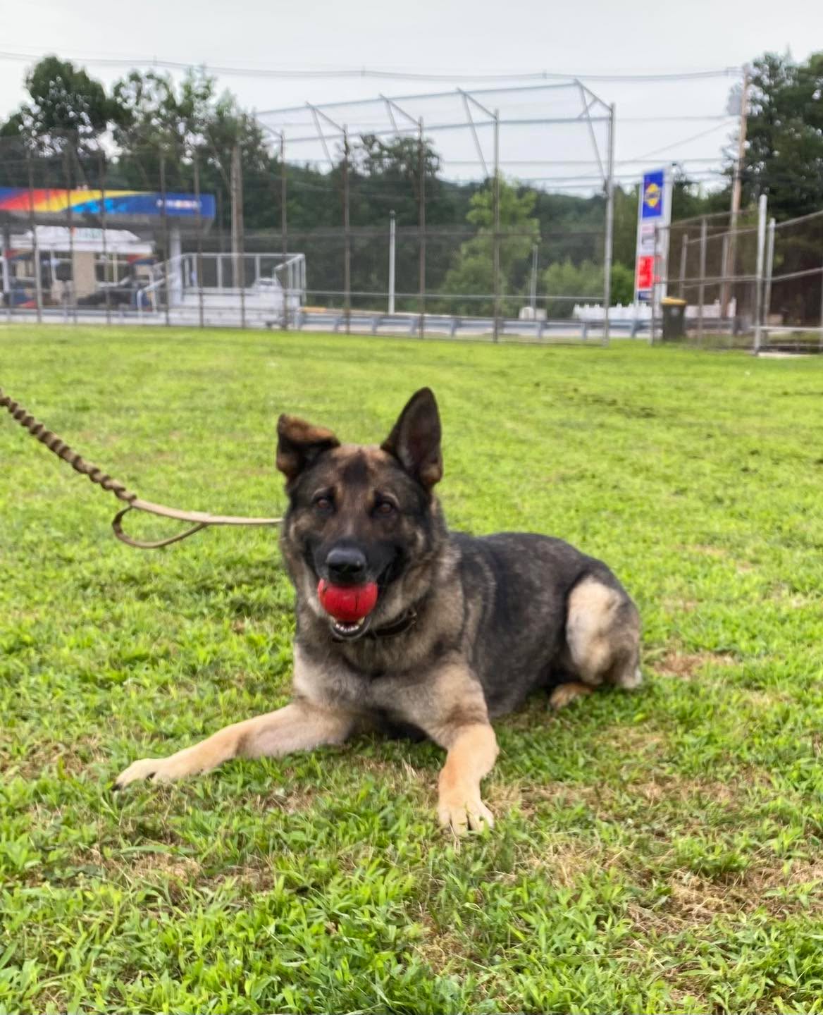 Congratulations to Klaus for completing obedience classes. He is a very smart boy that likes to bring his ball with him everywhere.