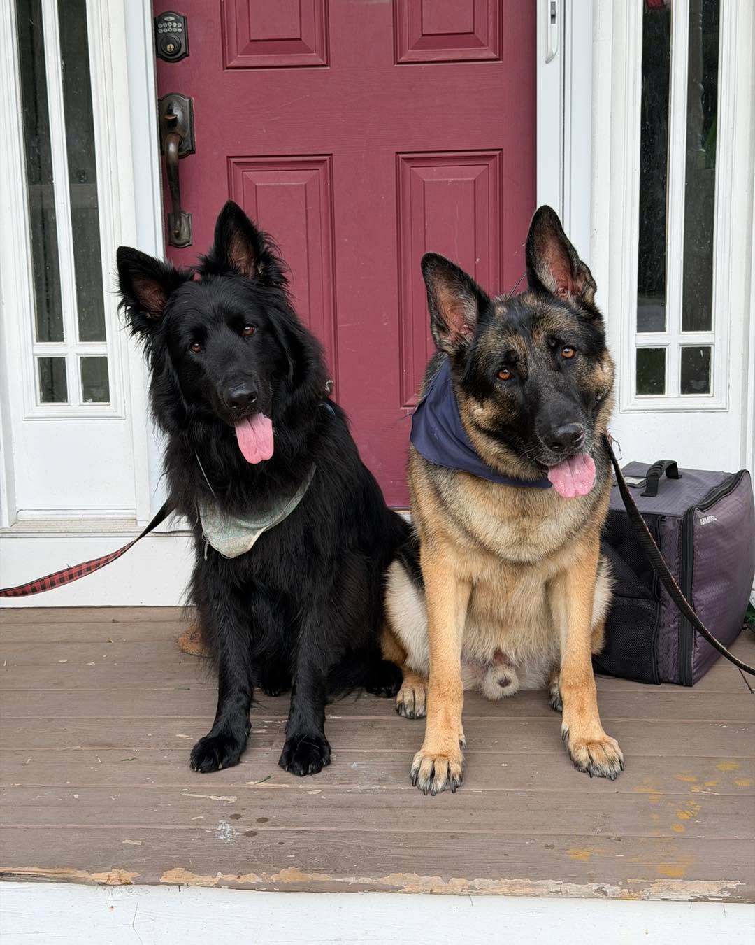 This power duo are ready to be unleashed! Or at least unleashed in their own home for when they have visitors. They may look scary but they are just lovable goofballs
