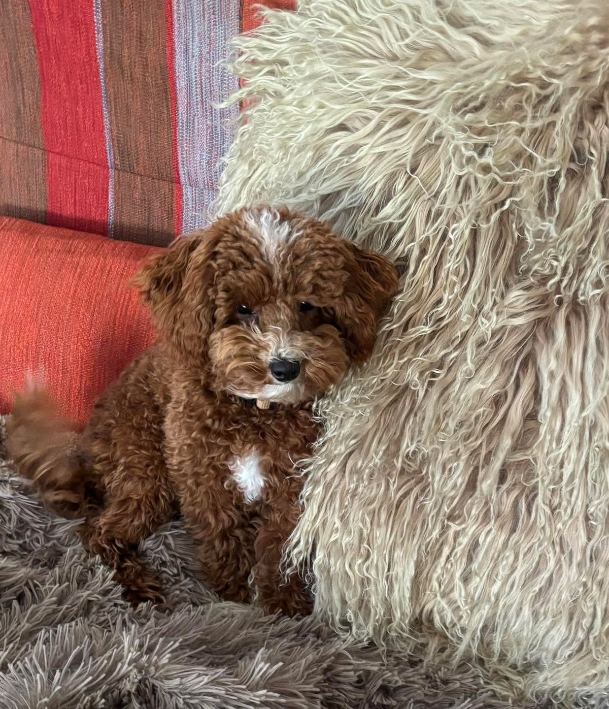 Congratulations to Finn for graduating obedience classes. This young pup is an overachiever and as cute as a teddy bear.