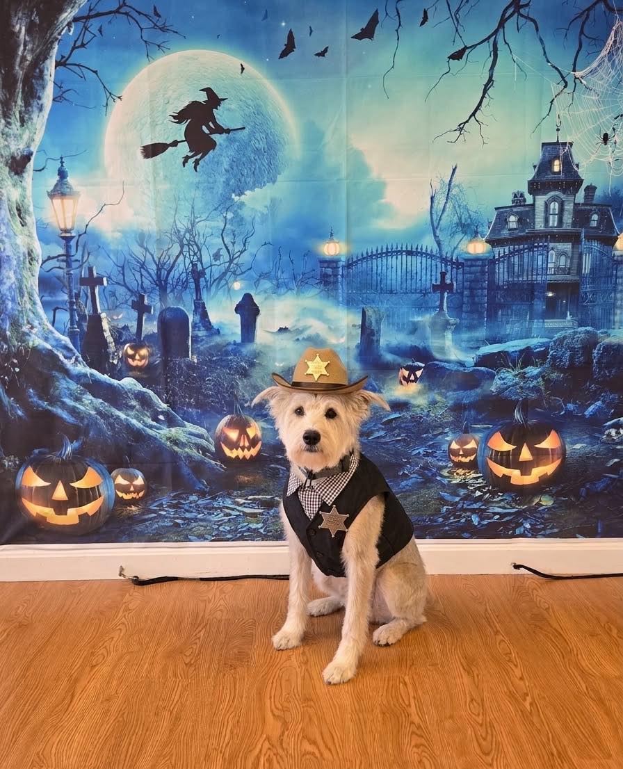 Sheriff Scruffy wants to help your dog be a well behaved pup too! Give us a call and let Scruffy show you how.