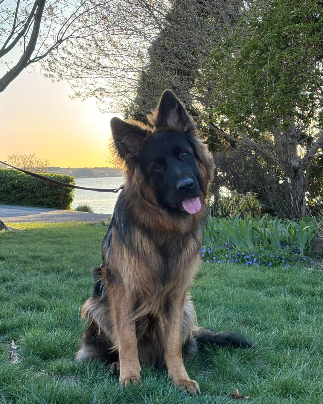Congratulations to Augie for graduating obedience classes. This handsome guy should get an award for the most enthusiastic greeting. He is doing a great job working on his self control!