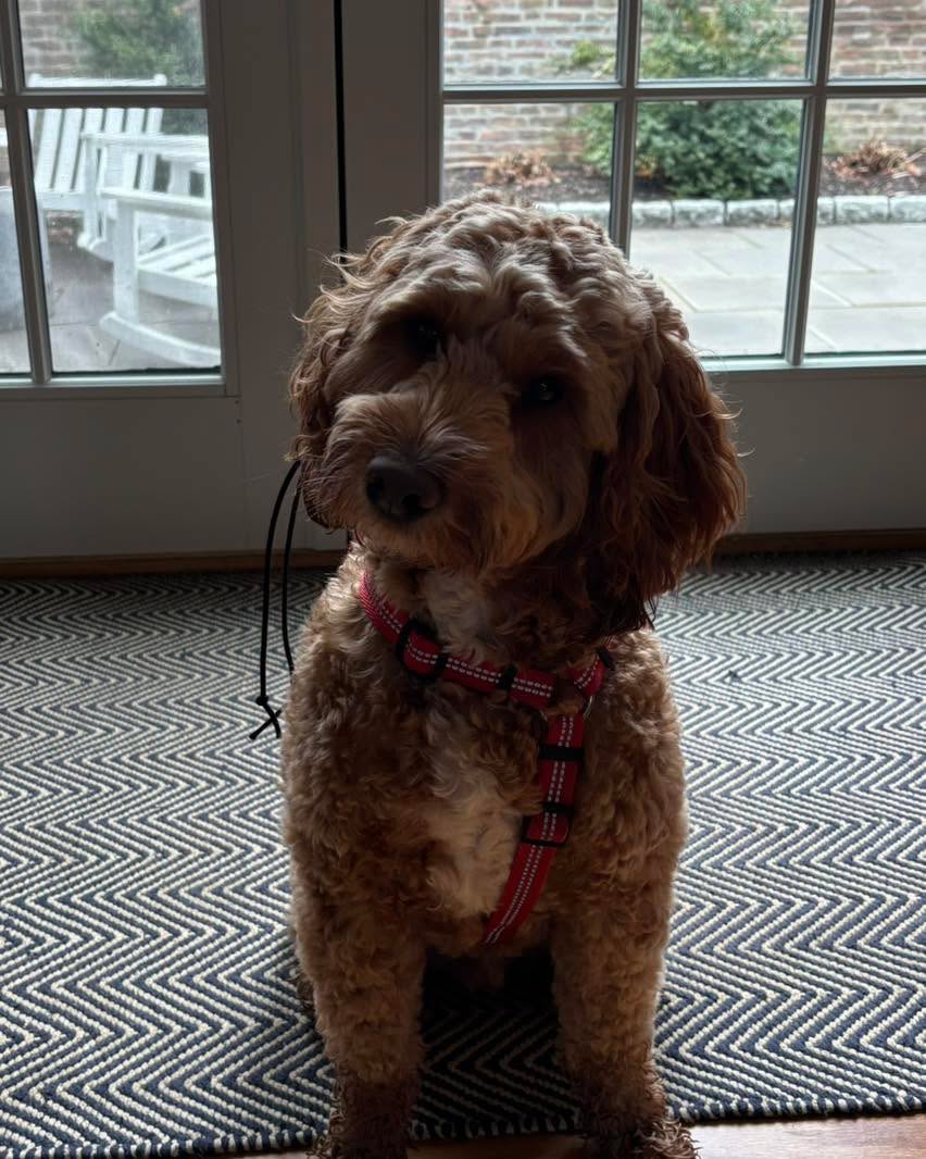 Congratulations to Tyler for graduating obedience classes. This smart little teddy bear has so much personality that he should have his own tv show.