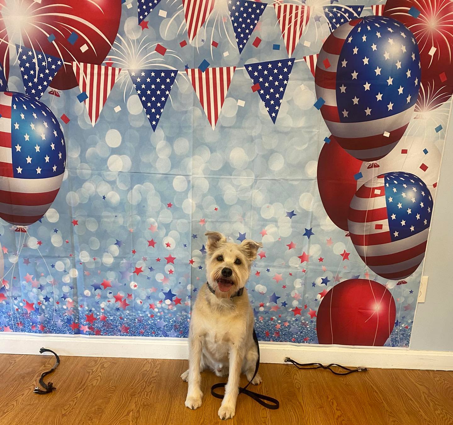 Scruffy used to hate getting groomed. Look how happy he is after his grooming. Training and a great groomer make all the difference. Chris at Ruff Waters is awesome!