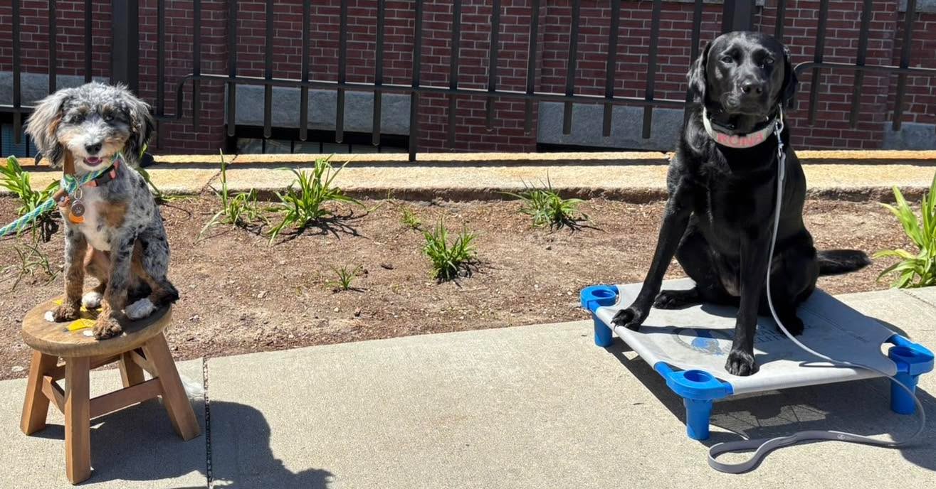 Congratulations to Affie for graduating obedience classes. This adorable little lady has made so much progress in her self control.  She used to get overly excited around other dogs but today she was able to do advanced place with Kona nearby.