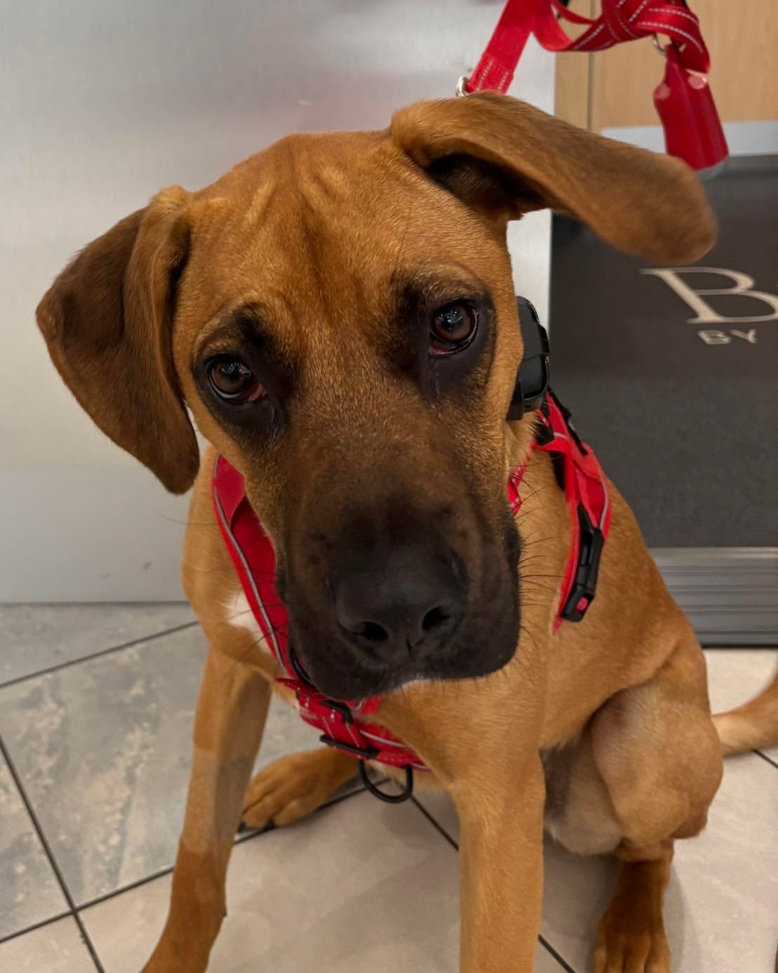 Congratulations to Cooper for finishing the last step in his diabetic alert dog training. Today he easily passed his Public Access test. Such a good boy!