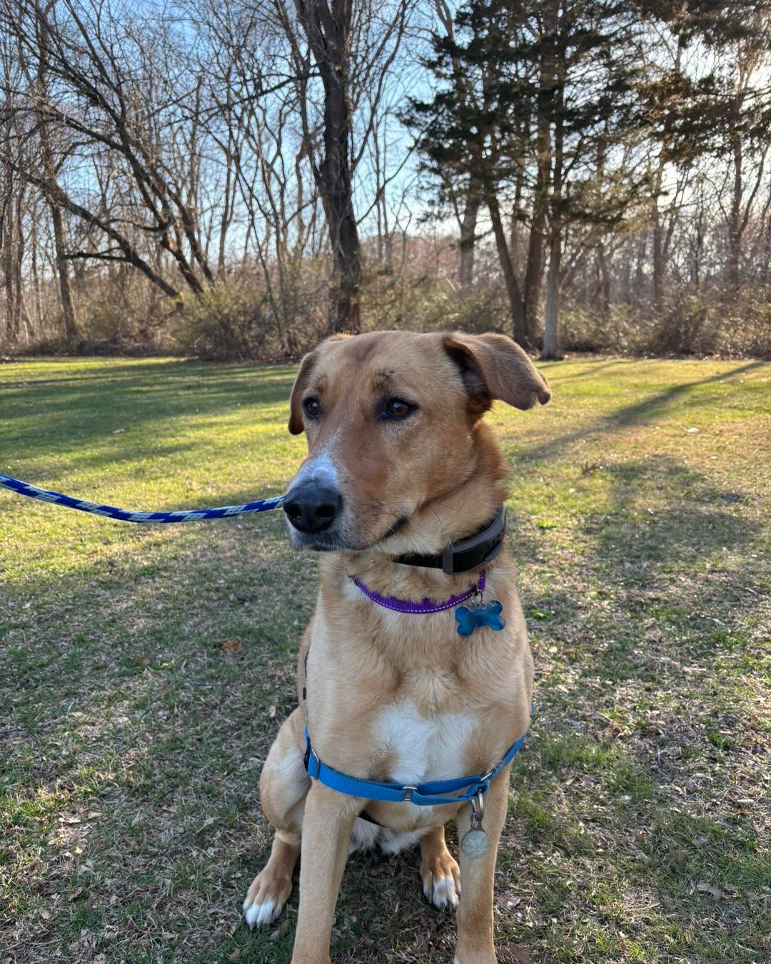 Congratulations to Amelia for graduating obedience classes. We are so proud of how far Amelia has come! It is hard to imagine that this calm beauty used to be reactive.