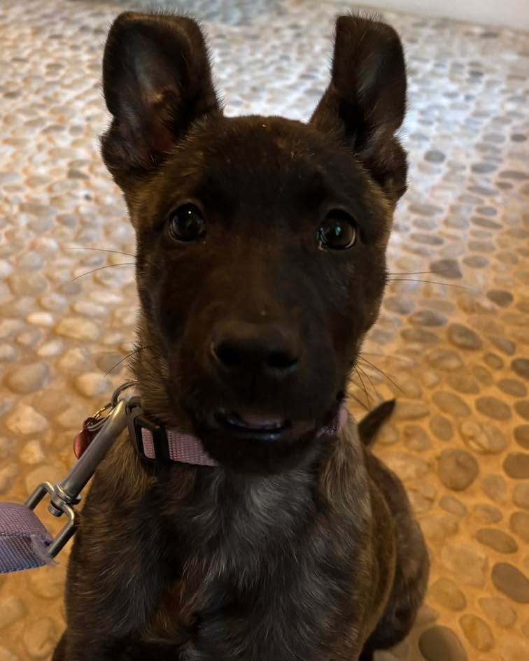 Welcome to the pack little Akira. This smarty pants is acing her puppy foundation classes.