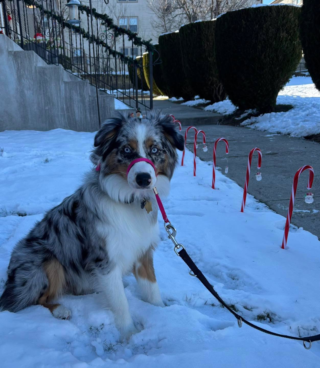Congratulations to Remi for graduating obedience classes. This adorable girl has so much personality and loves learning new things. She has been so much fun to work with.