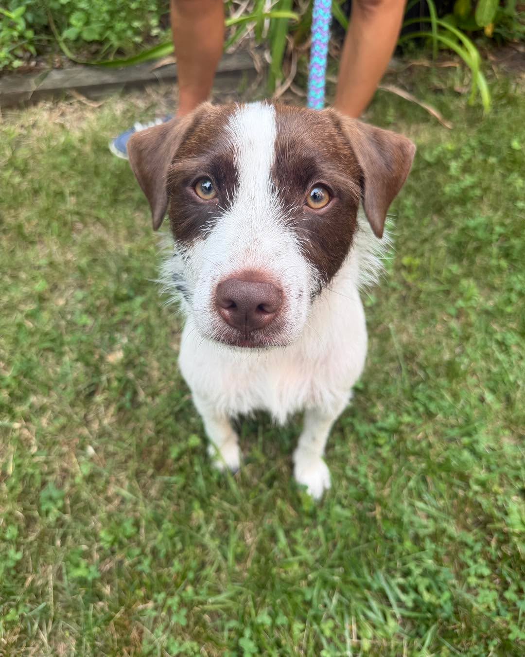 Congratulations to Emmet for graduating obedience classes. This adorable guy is smart and a people pleaser. What a good boy!
