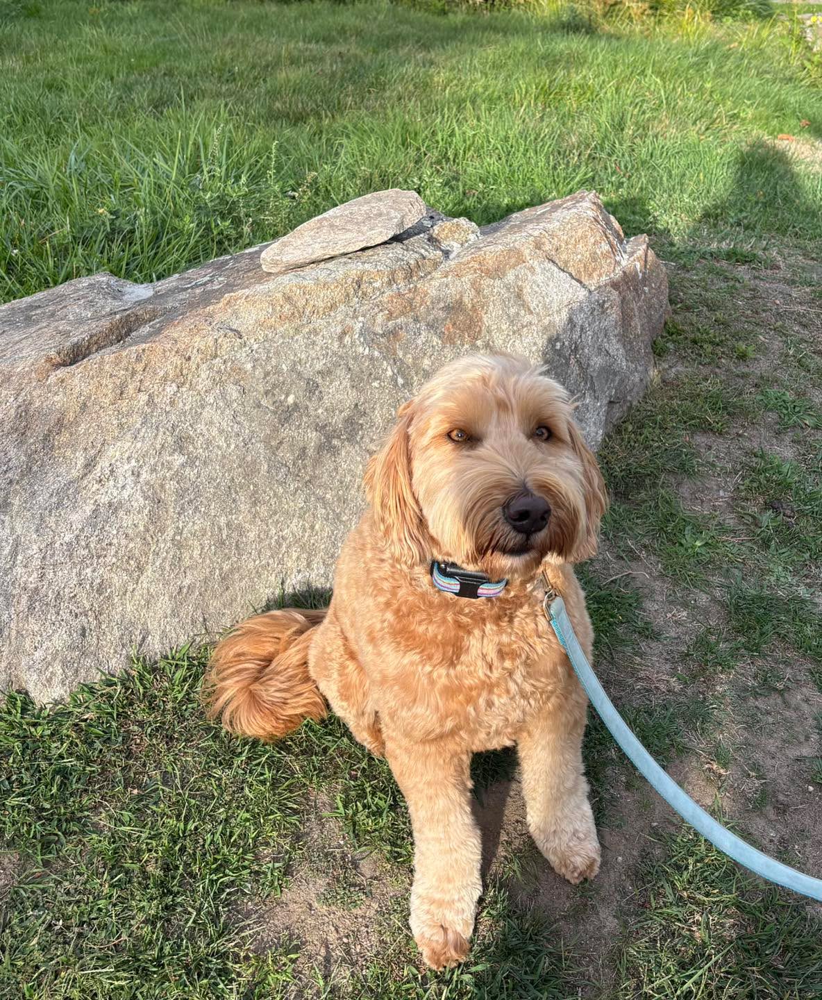 Congratulations to Rex for graduating obedience classes. This smart guy is a very quick learner and has done a great job overcoming his reactivity.