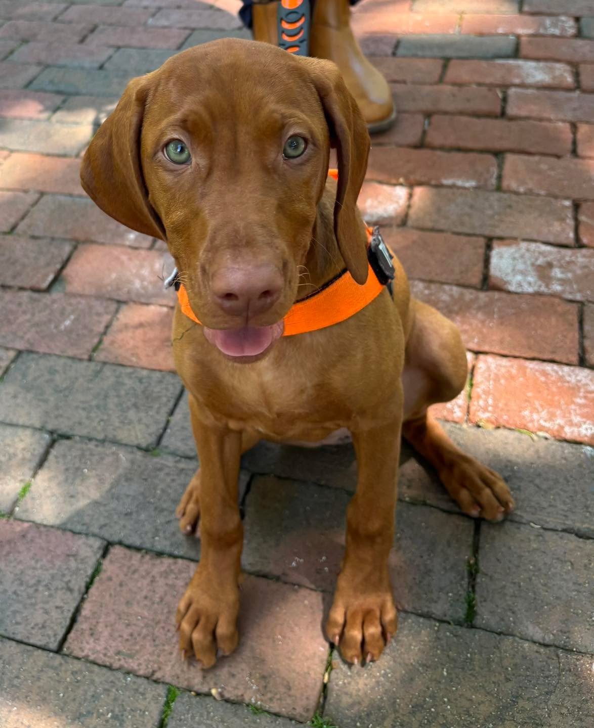 Welcome to the pack little Truffle. This little lady is doing an amazing job with her puppy foundations!