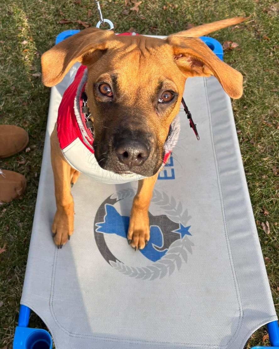 Congratulations to Cooper for graduating obedience classes. Cooper has also been trained as a diabetic alert dog and he is doing an amazing job alerting his Mom before the meter that there is a problem with her blood sugar.