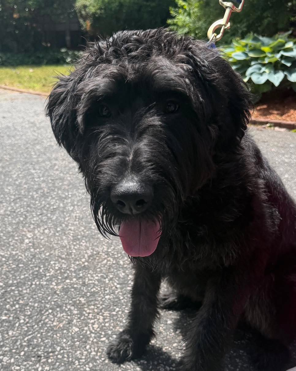 Congratulations to Theoden for graduating obedience classes. This friendly and energetic guy is doing a great job working on his self control.