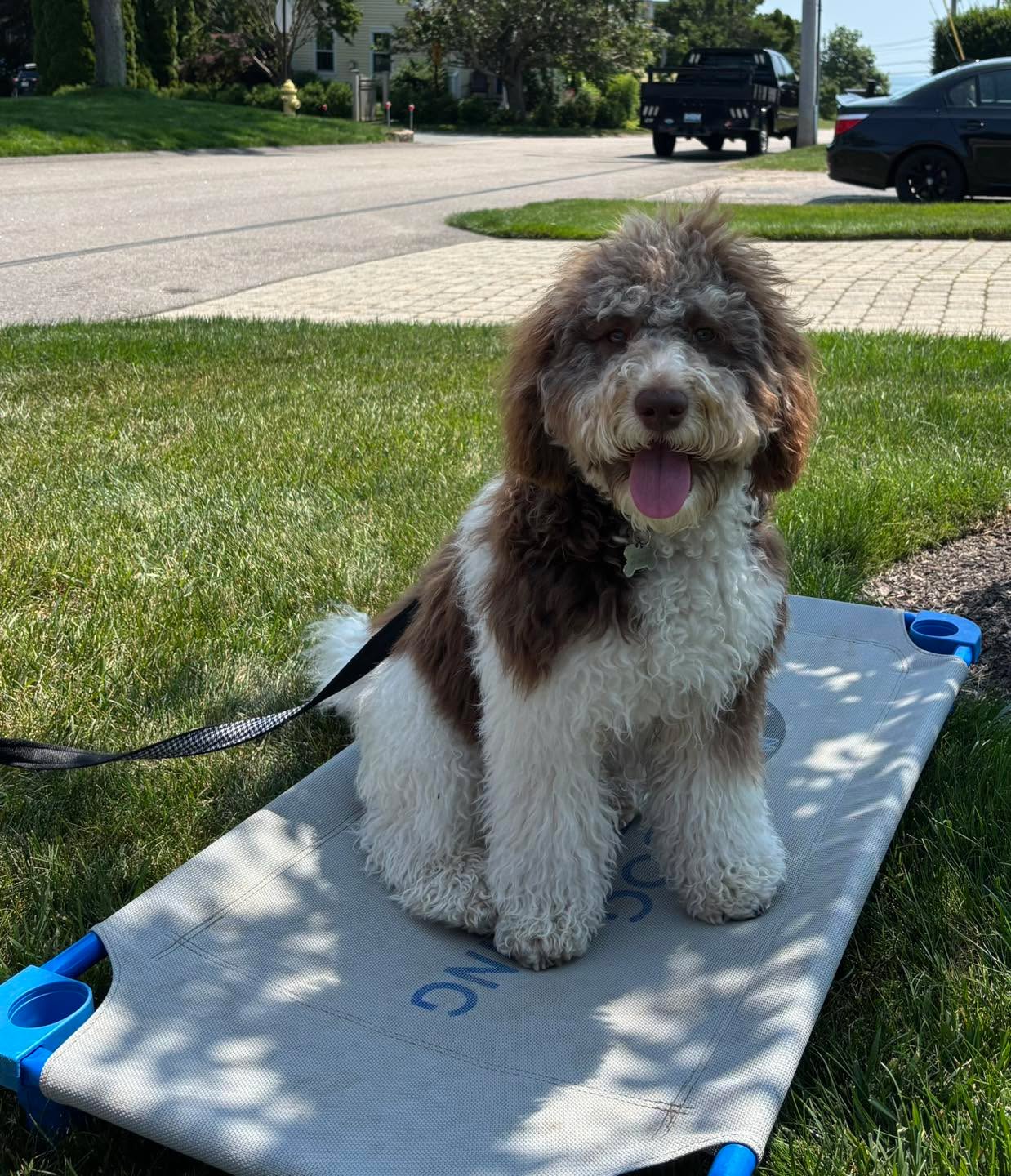 Congratulations to Milo for graduating obedience classes. This young pup is energetic and about as smart as they come. Good boy Milo!
