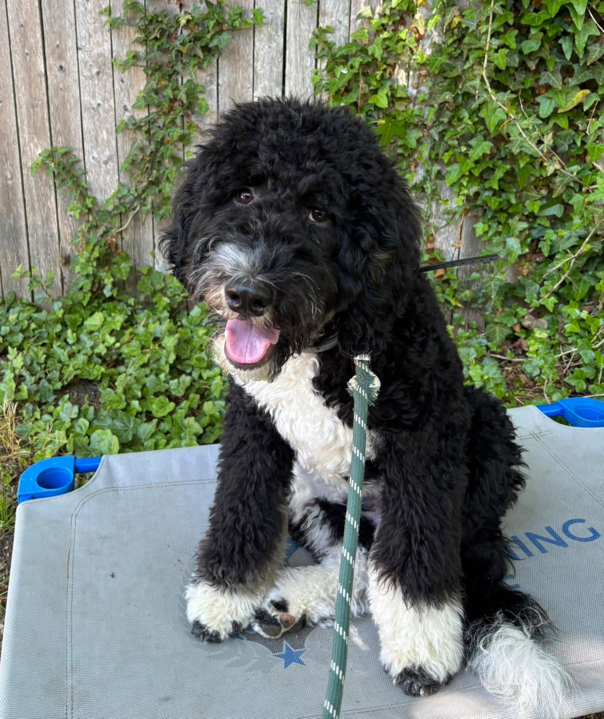 Congratulations to Sully for graduating obedience classes. This friendly muppet is always good for a laugh and is a very quick learner.