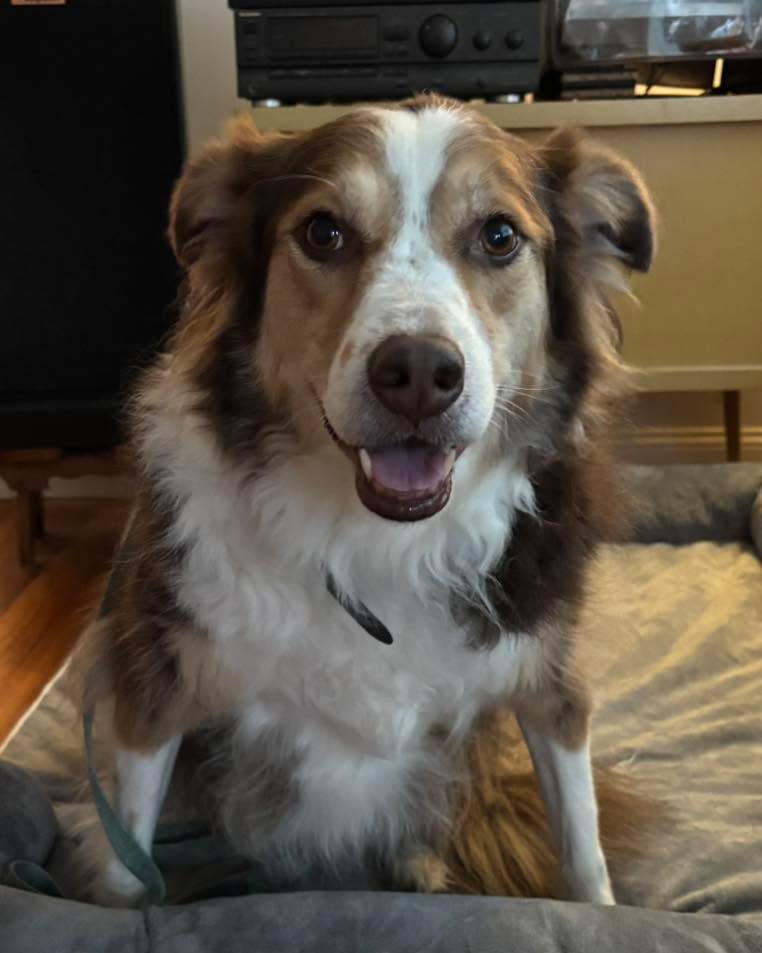 Congratulations to Rebel for graduating obedience classes. Our structured training is helping her overcome her anxiousness.