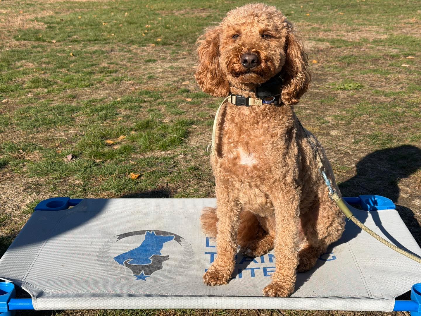 Congratulations to Bear for graduating obedience classes. This adorable guy is one smart boy and aced all of commands very quickly.  He  has learned how to be around other dogs without being reactive.