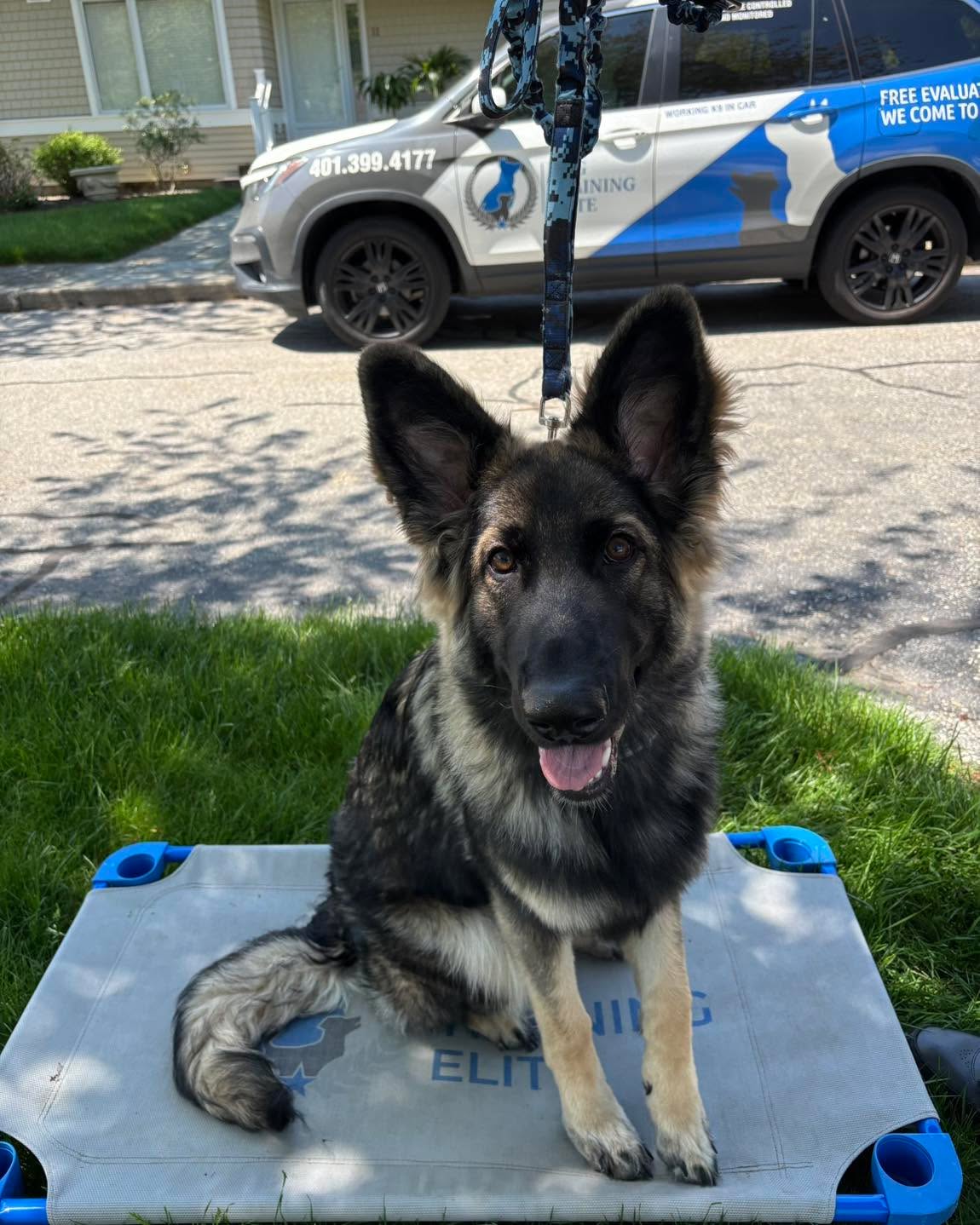 Congratulations to Nexus for graduating obedience classes. This beautiful girl has made so much progress with her self control. We can&rsquo;t wait to see her at group classes.